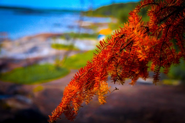 FALL RED MAPLE by Michael